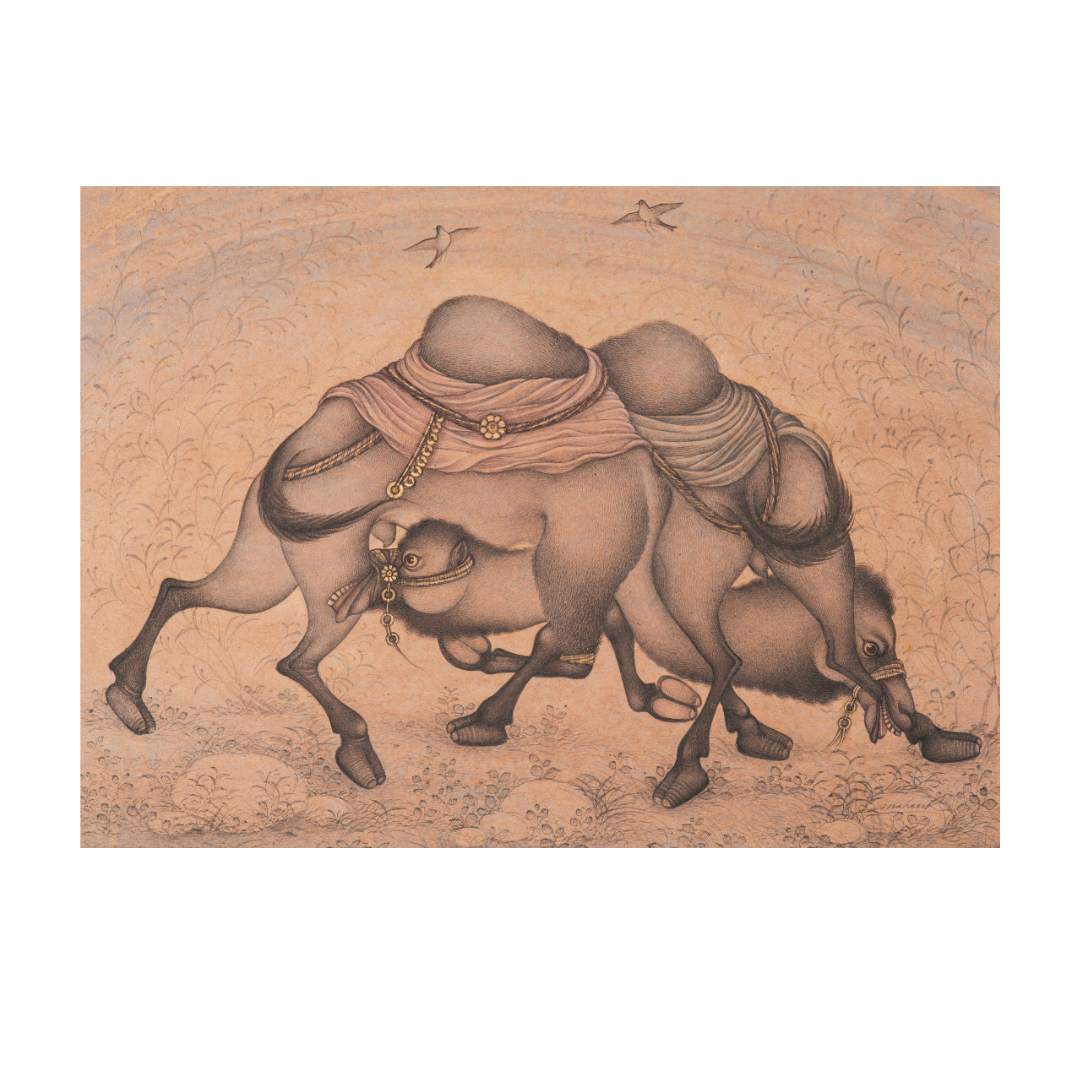 Tangle of the Restless Camels