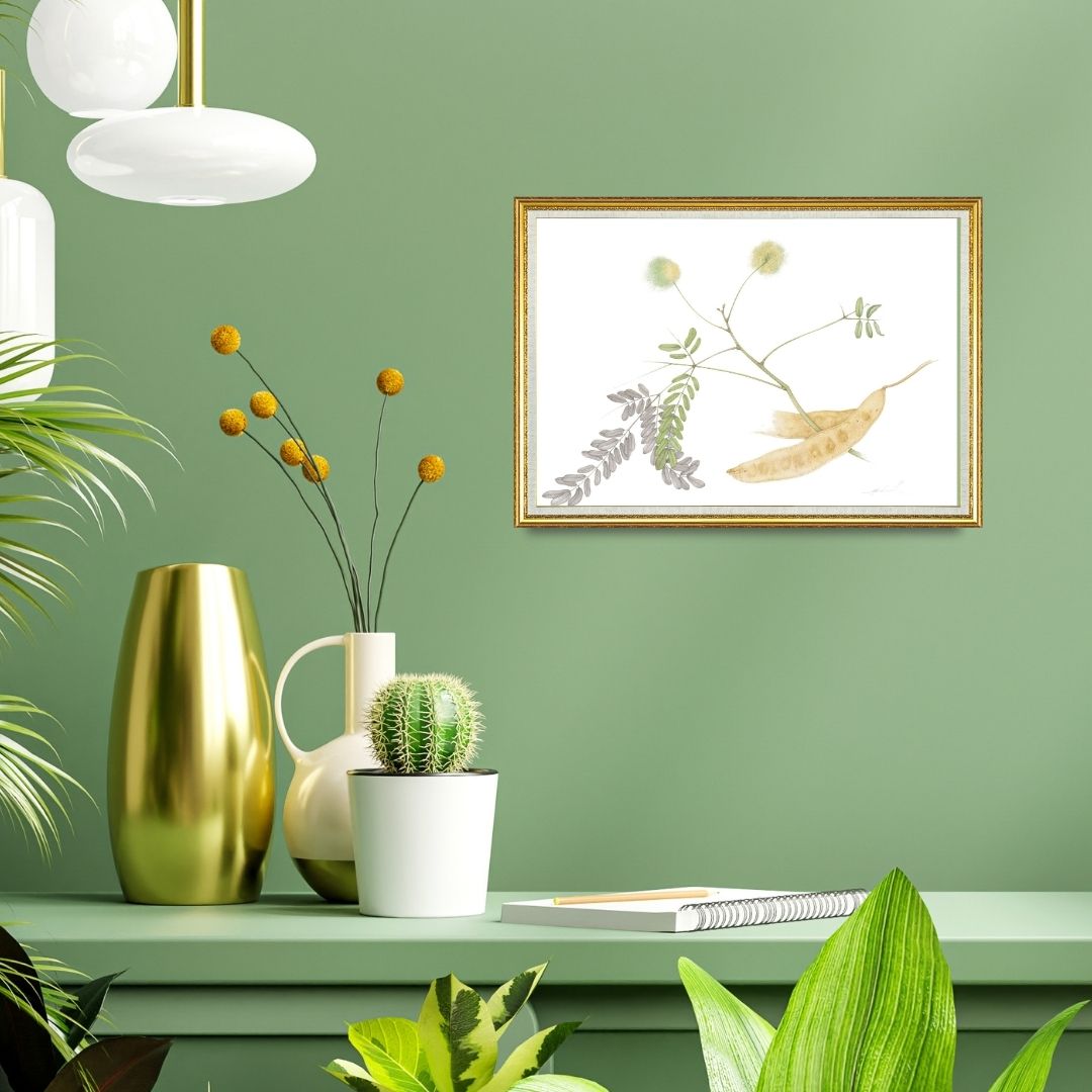 Shirisha (Albizia Lebbeck)