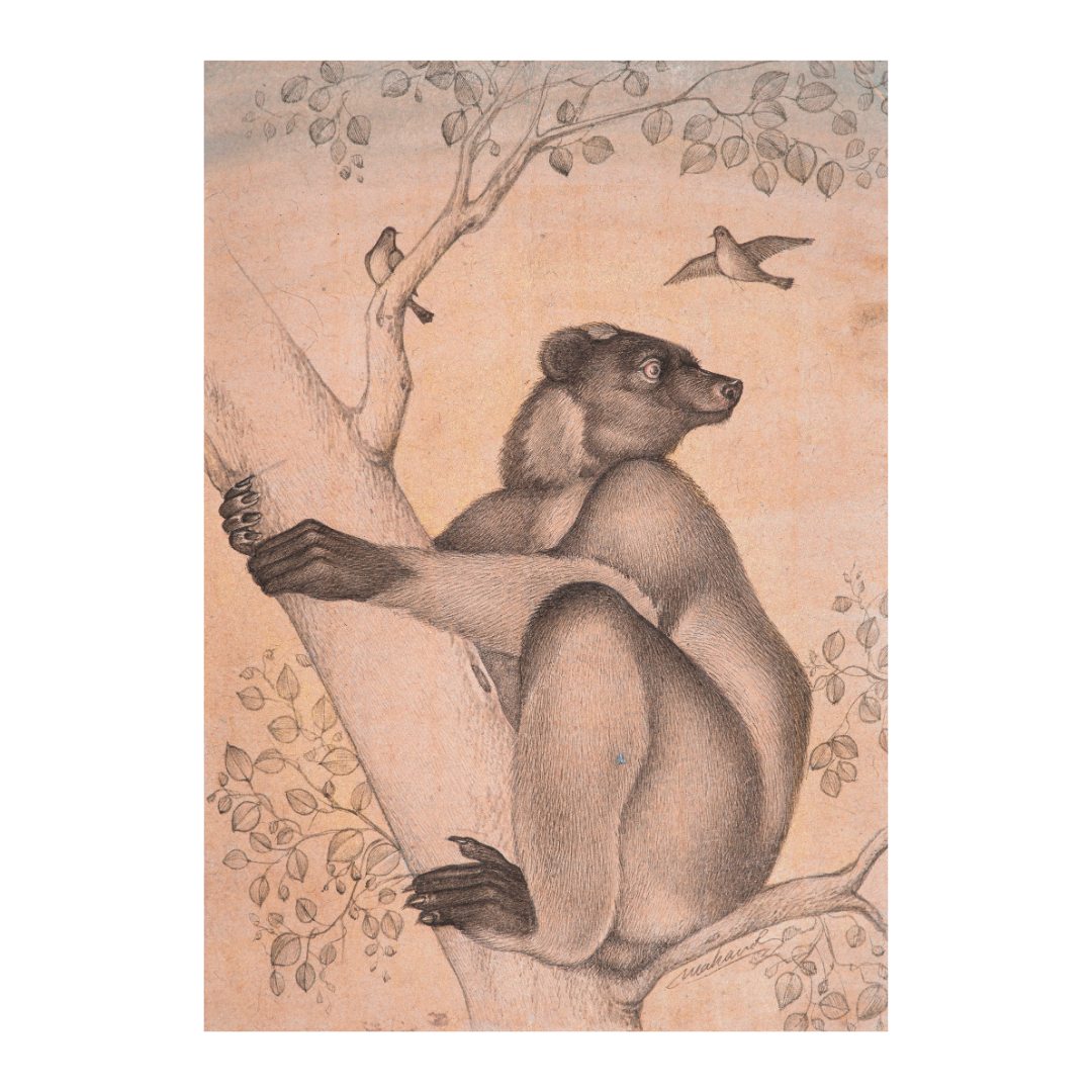 Watchful Climb of the Forest Bear