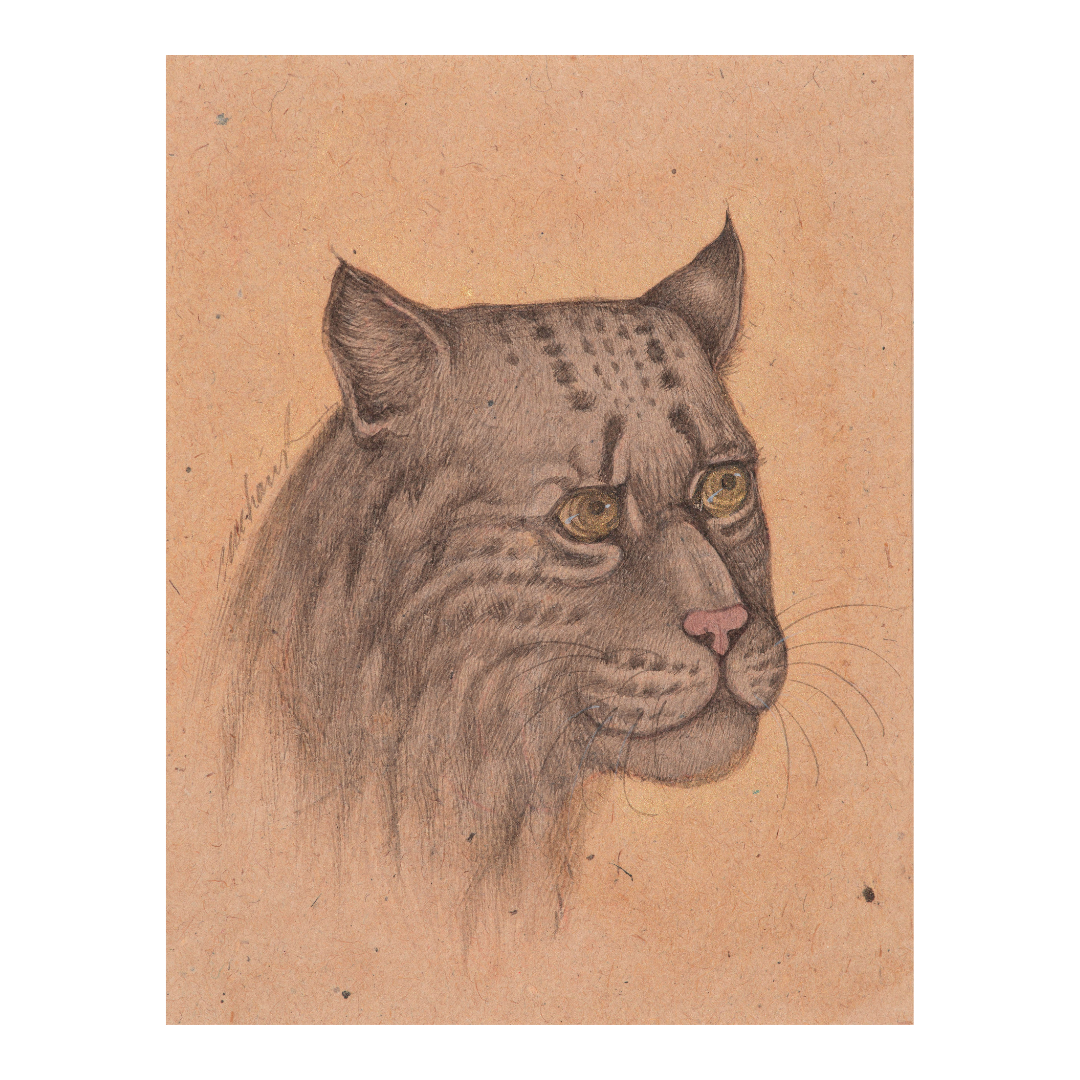 Quiet Strength of the Shadow Wild Cat