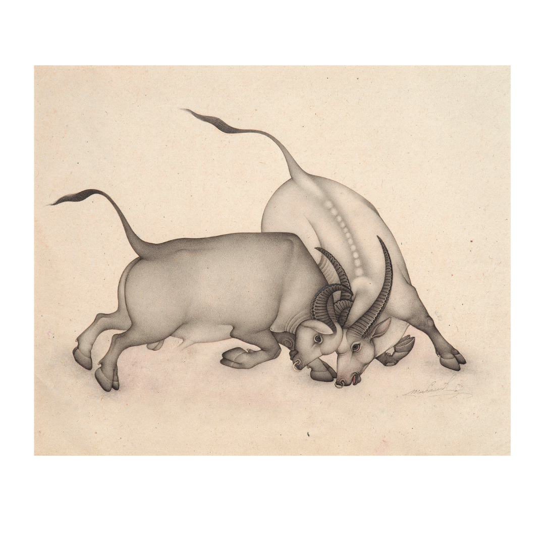 Clash of the Twin Bulls