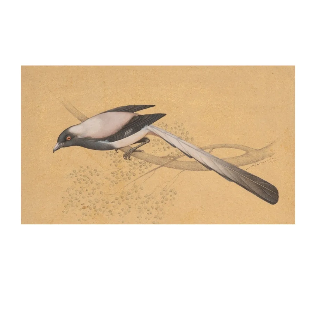Whisper of the Ivory Wing