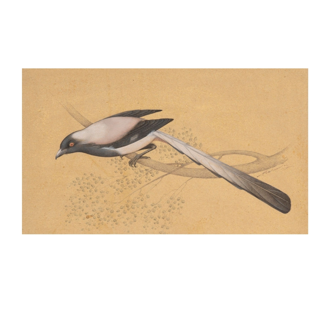 Whisper of the Ivory Wing