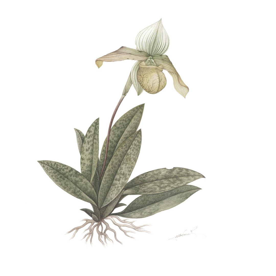 Orchid (Paphiopedilum Venustum Pfitzer)