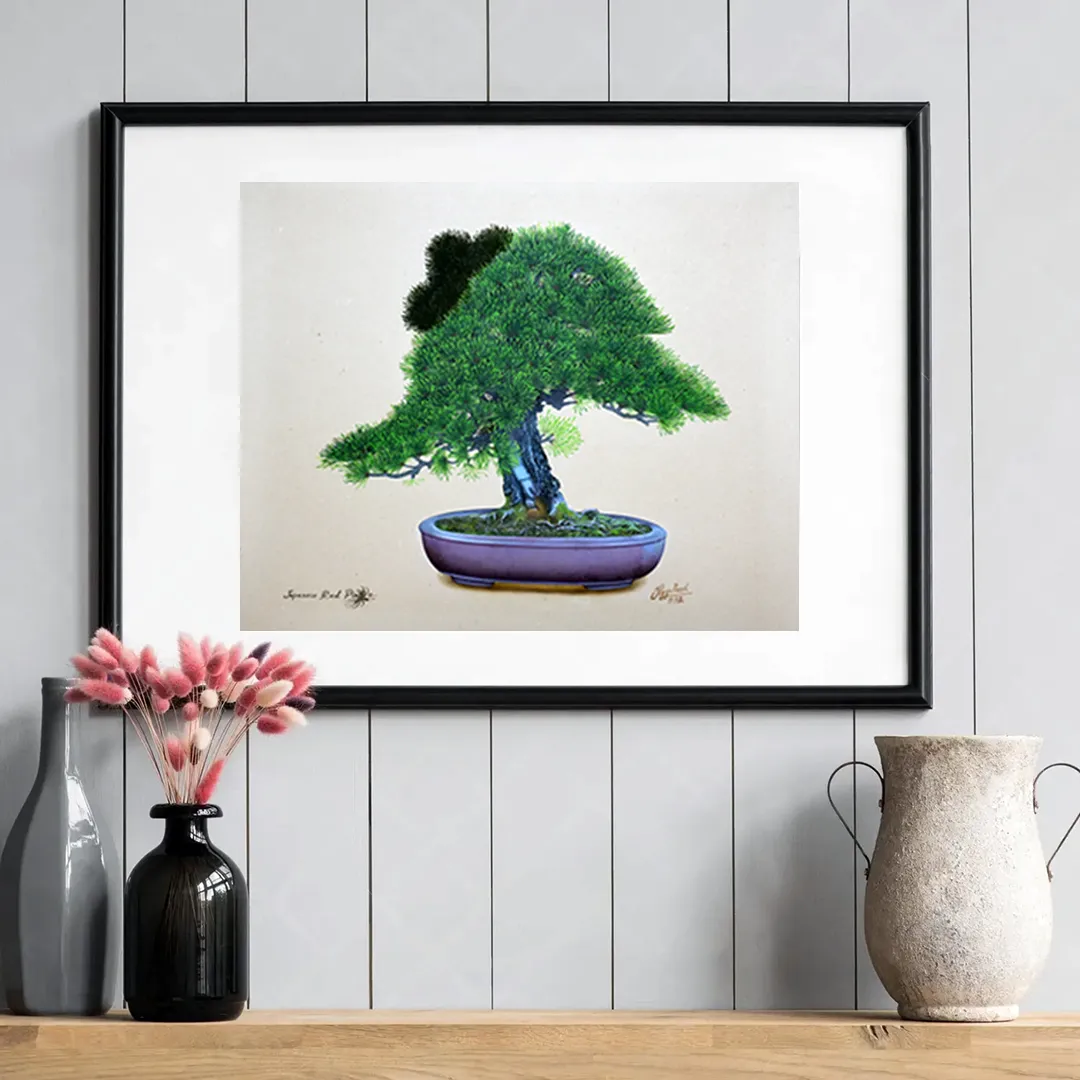 Japanese Red Pine