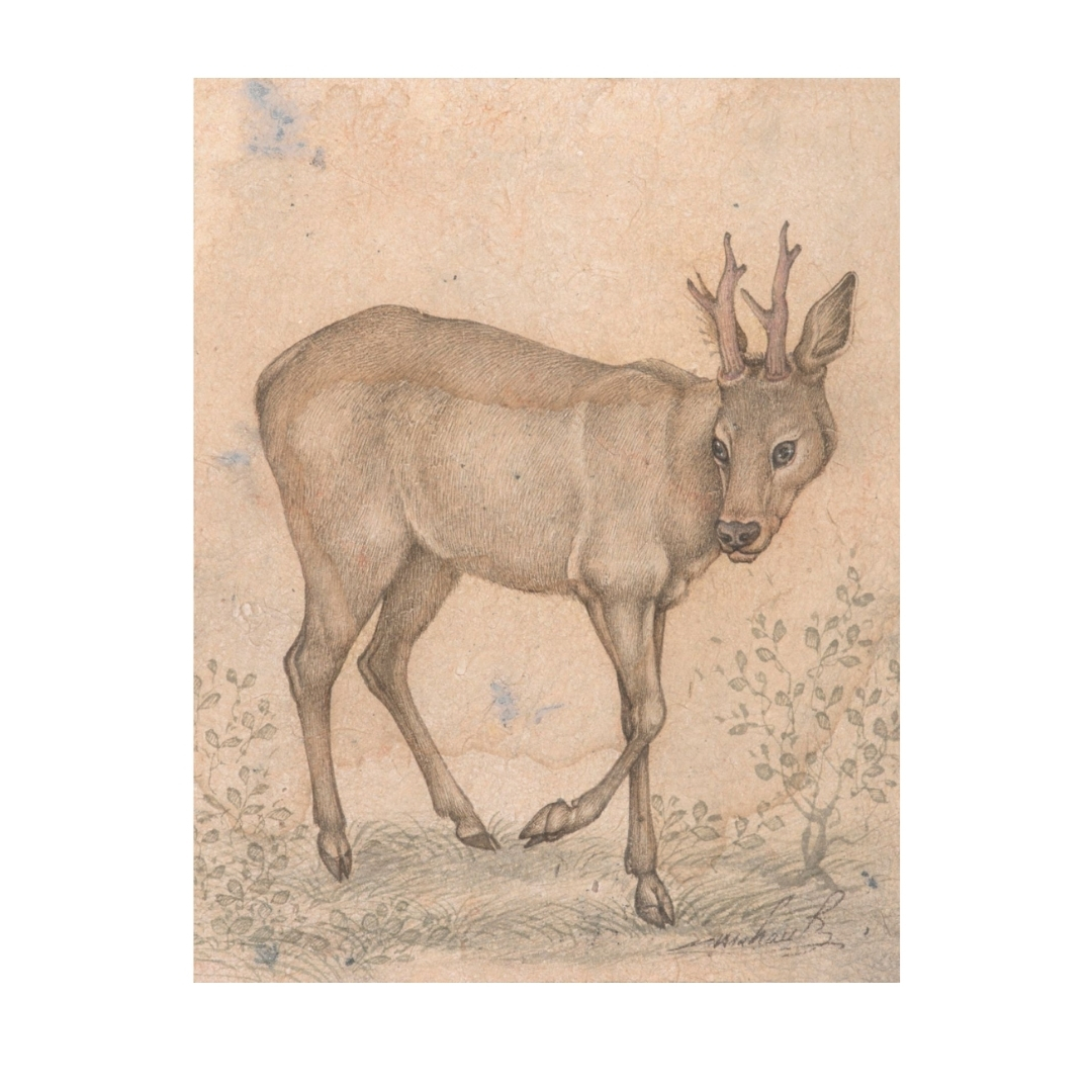 Quiet Steps of the Young Stag