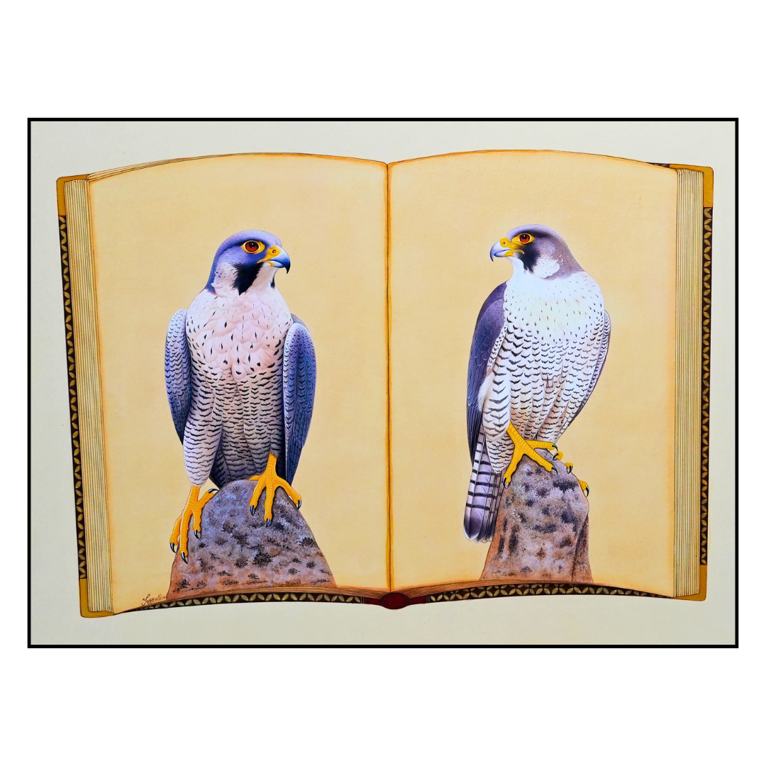 Falcon Folio - Edition 3