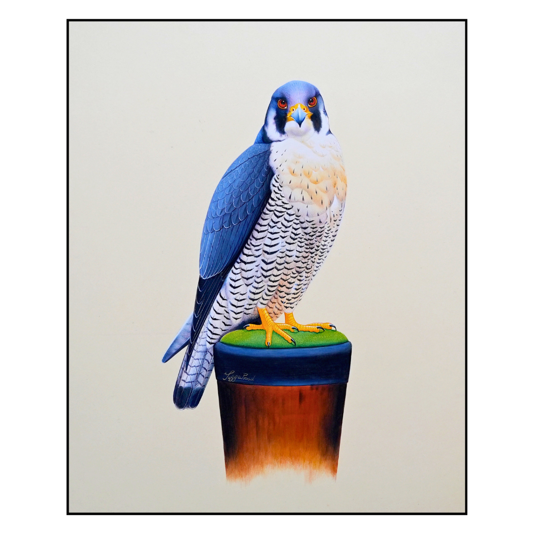 Sovereignty: Falcon Folio 1