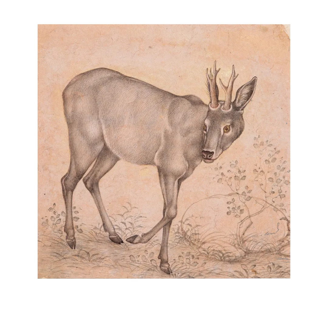 Gentle Step of the Young Stag
