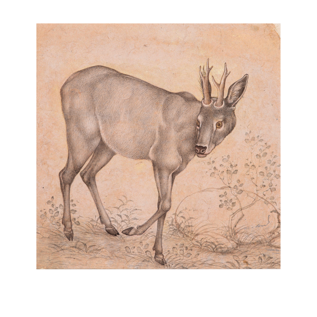 Gentle Step of the Young Stag