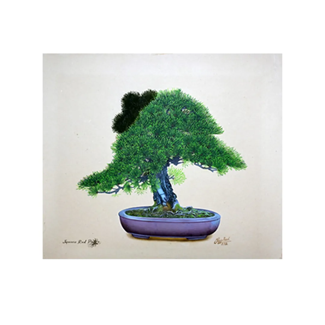 Japanese Red Pine