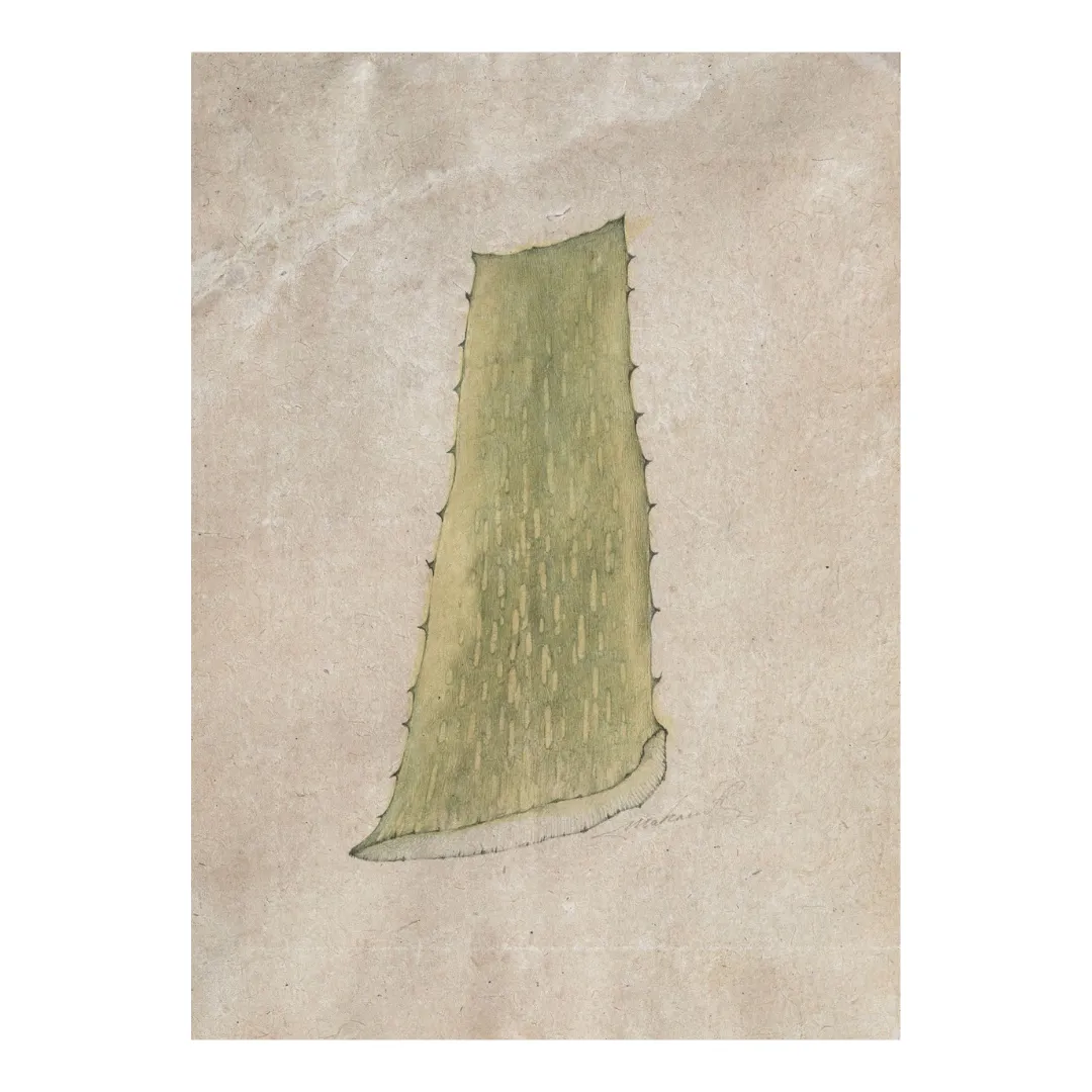 Aloevera