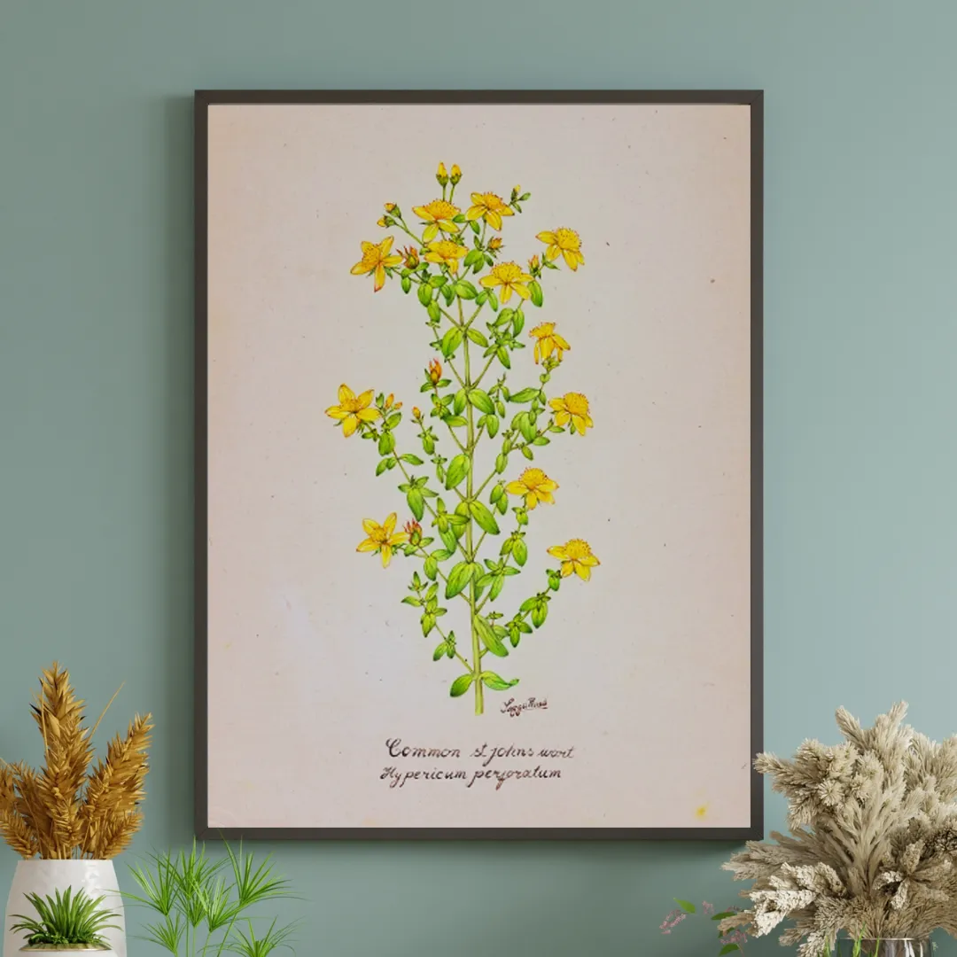 St. John’s Wort Cluster Study
