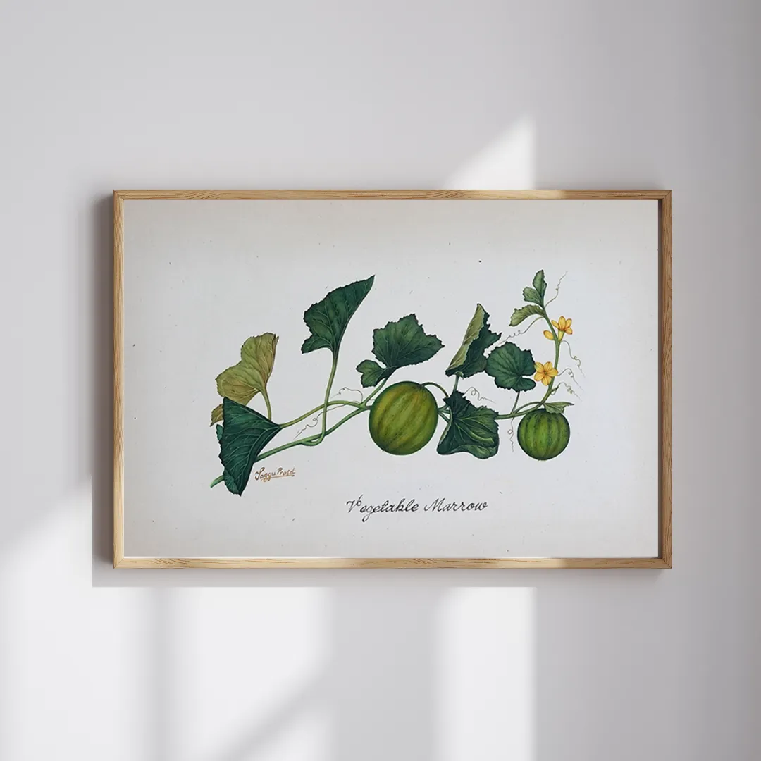Marrow on the Vine