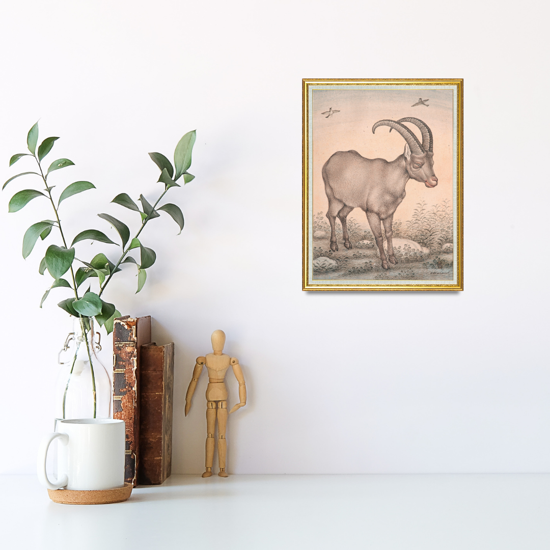 Still Presence of the Highland Wild Goat