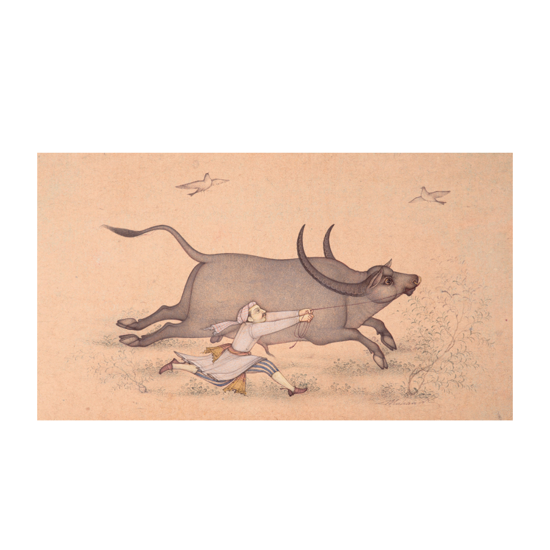 Flight of the Unruly Bull