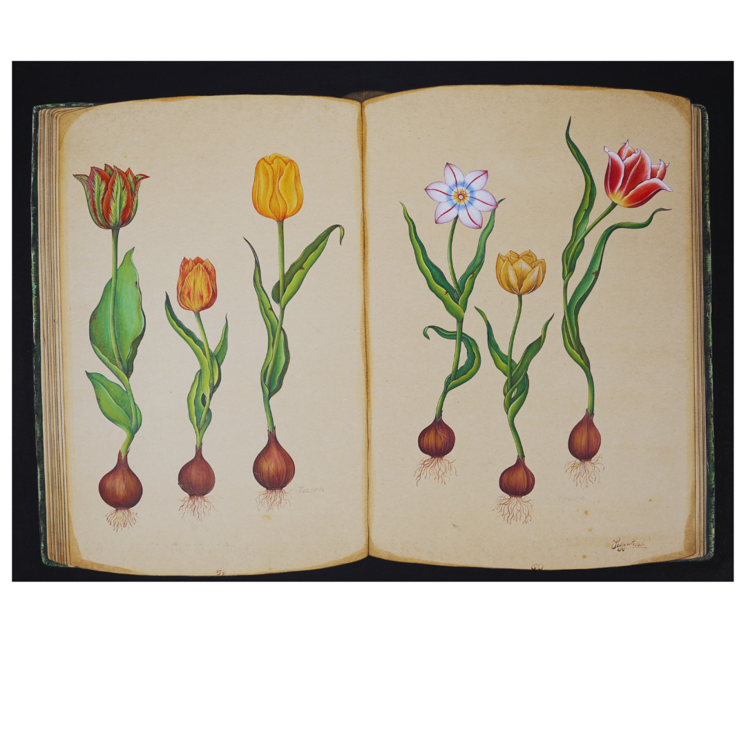 Tulip Study 