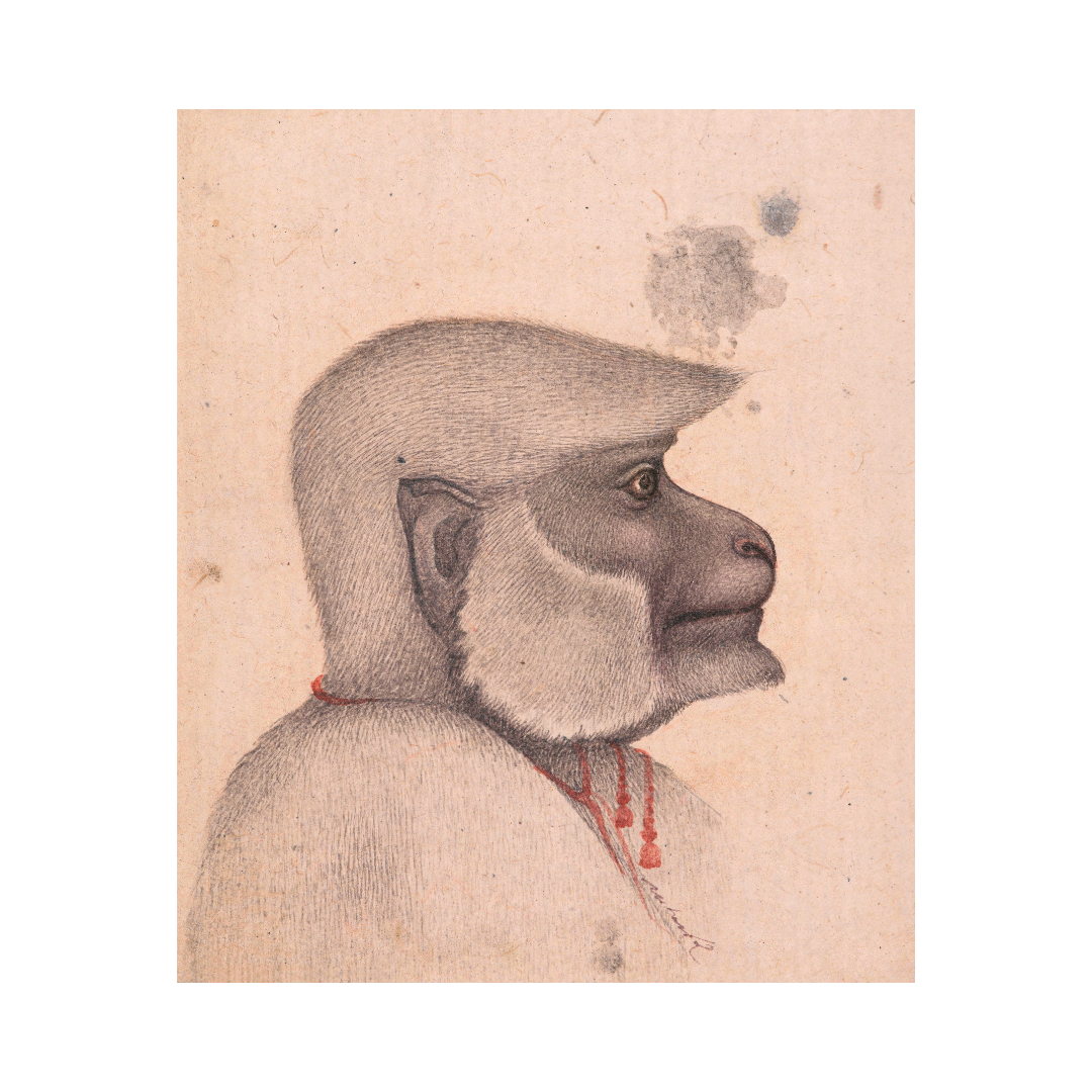 Profile of the Quiet Monkey