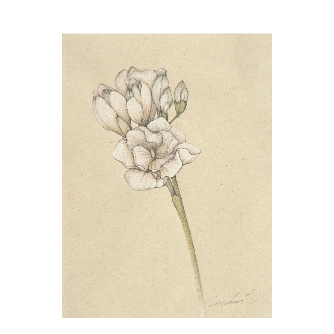Freesia III