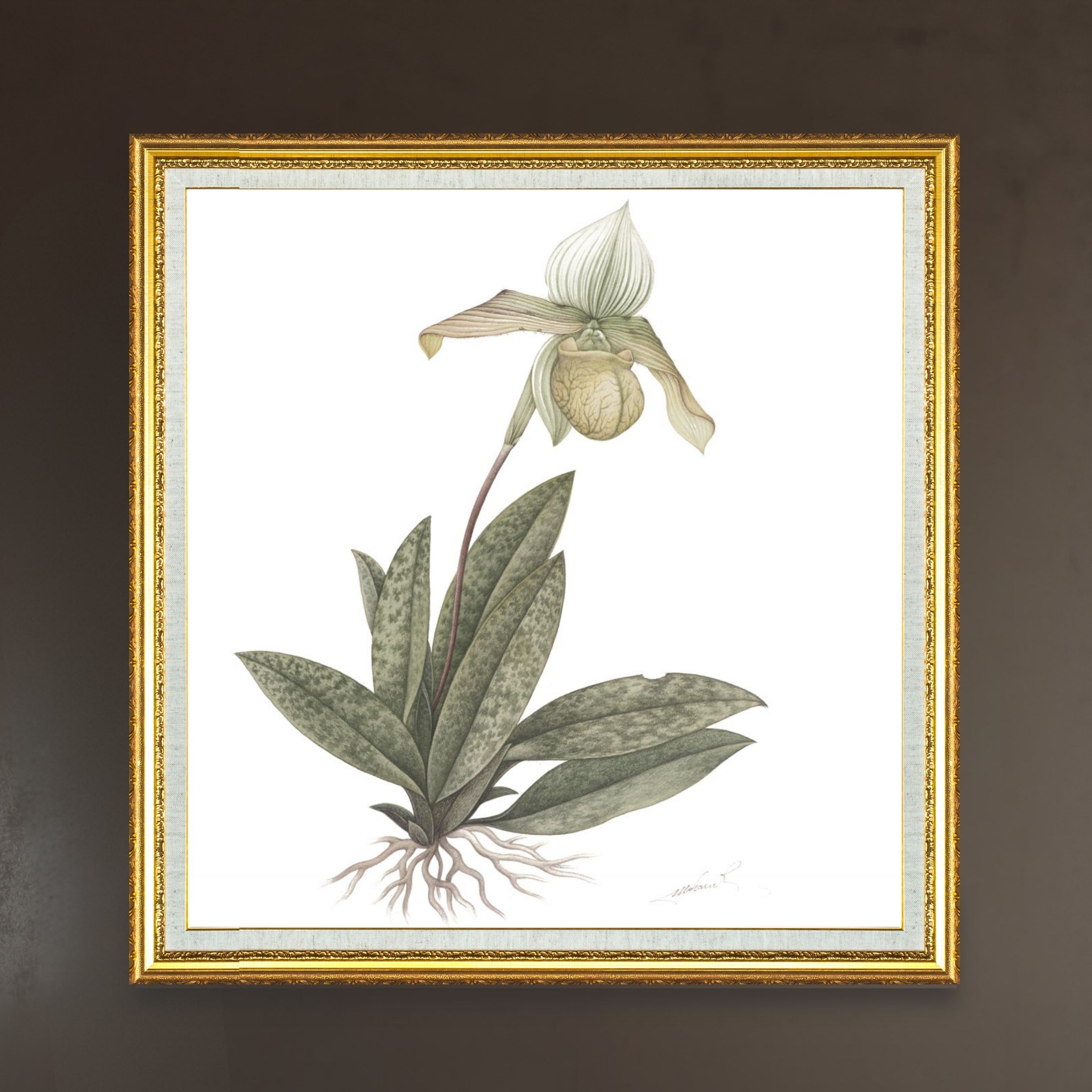 Orchid (Paphiopedilum Venustum Pfitzer)