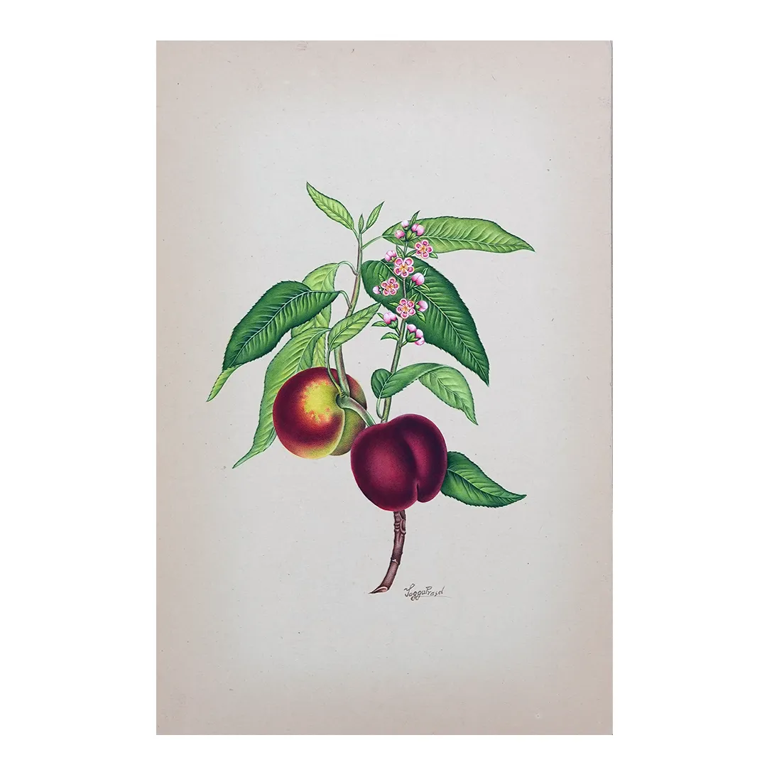 Peach Blossom and Fruit