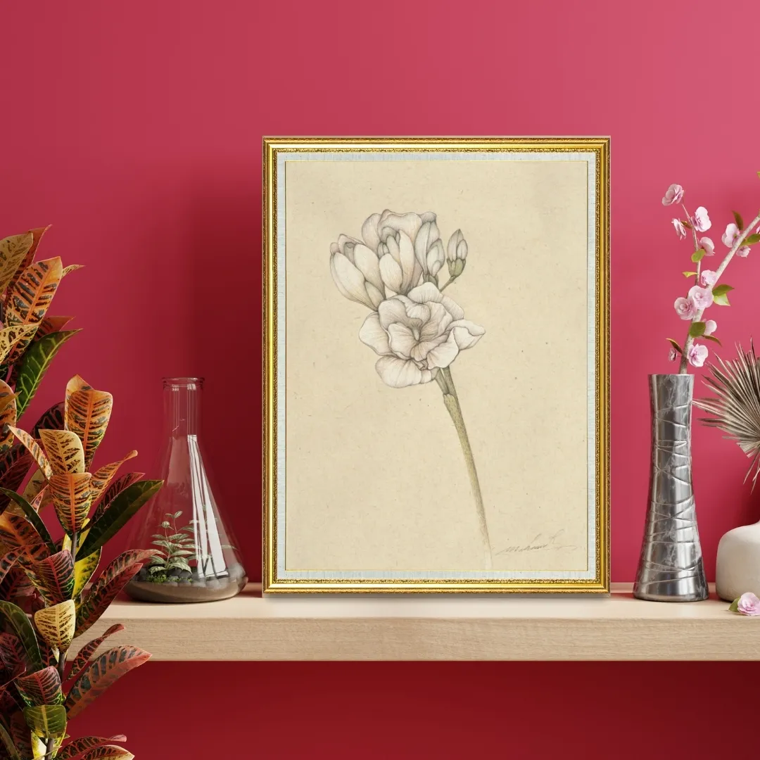 Freesia III