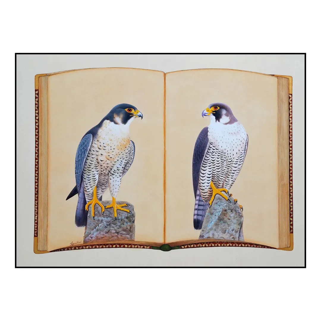 Falcon Folio - Edition 1