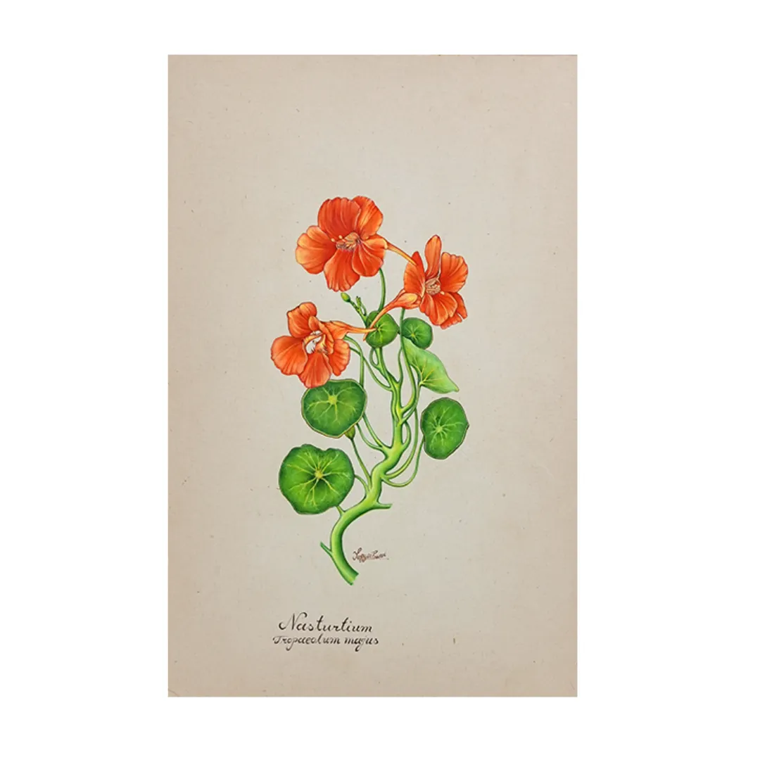 Nasturtium Drift