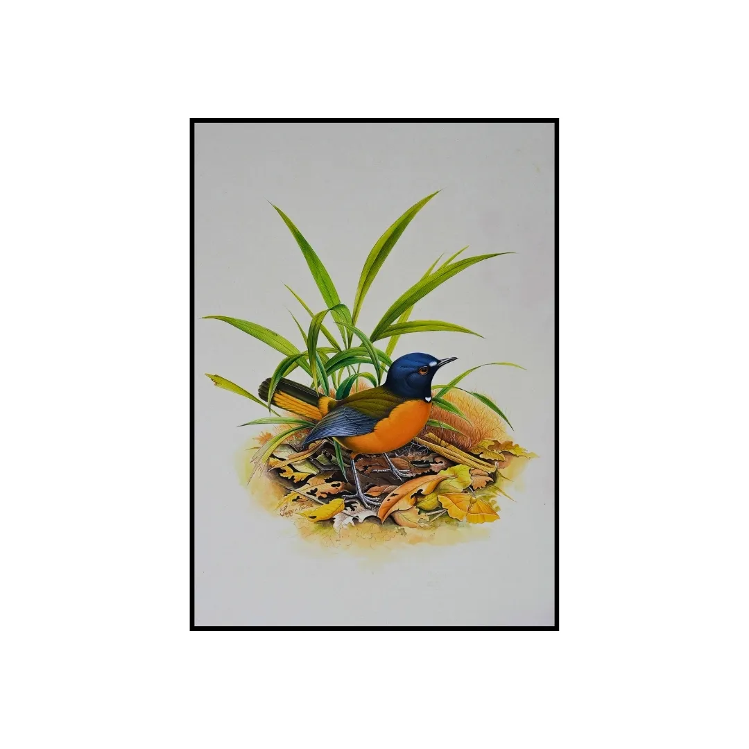 Forest Groundbird 