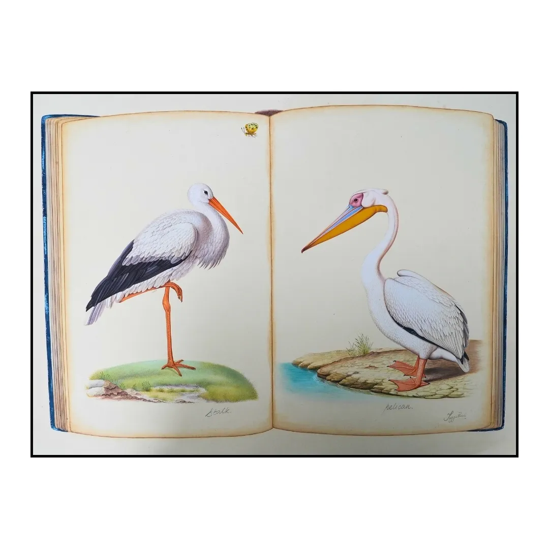 Avian Study