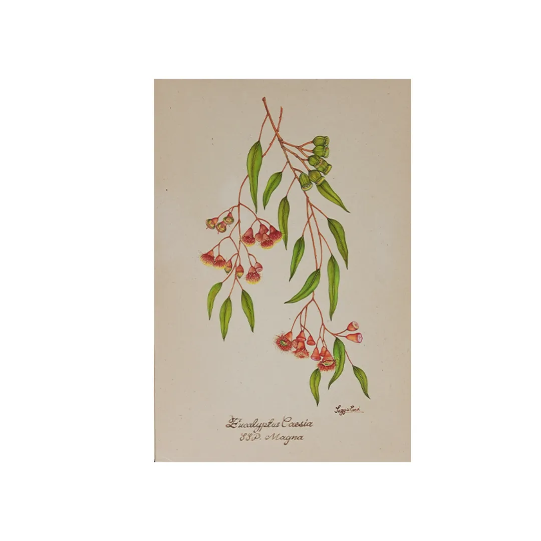 Silverbranch Eucalyptus