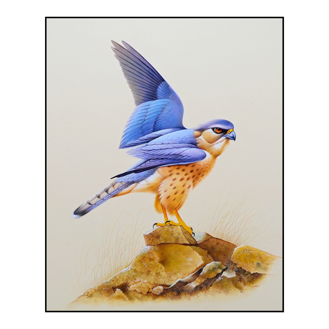 In Fervour, I Strike: Falcon Folio 2