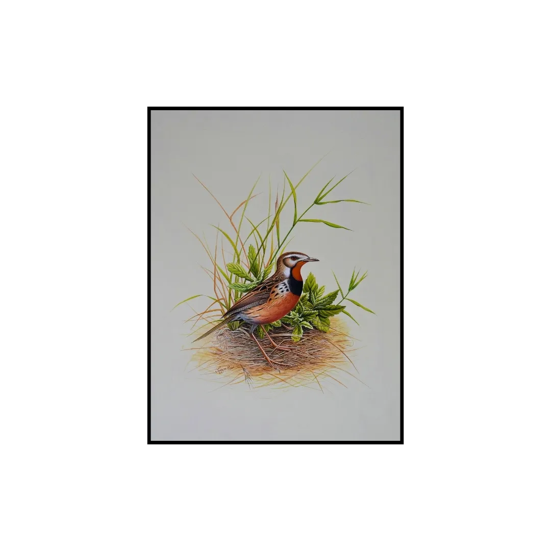 Field Nest 