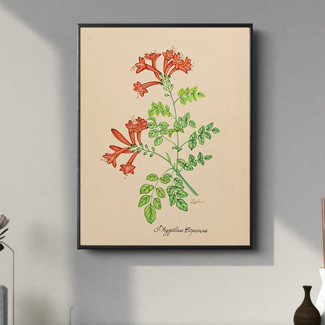 Coral Bellflower Study