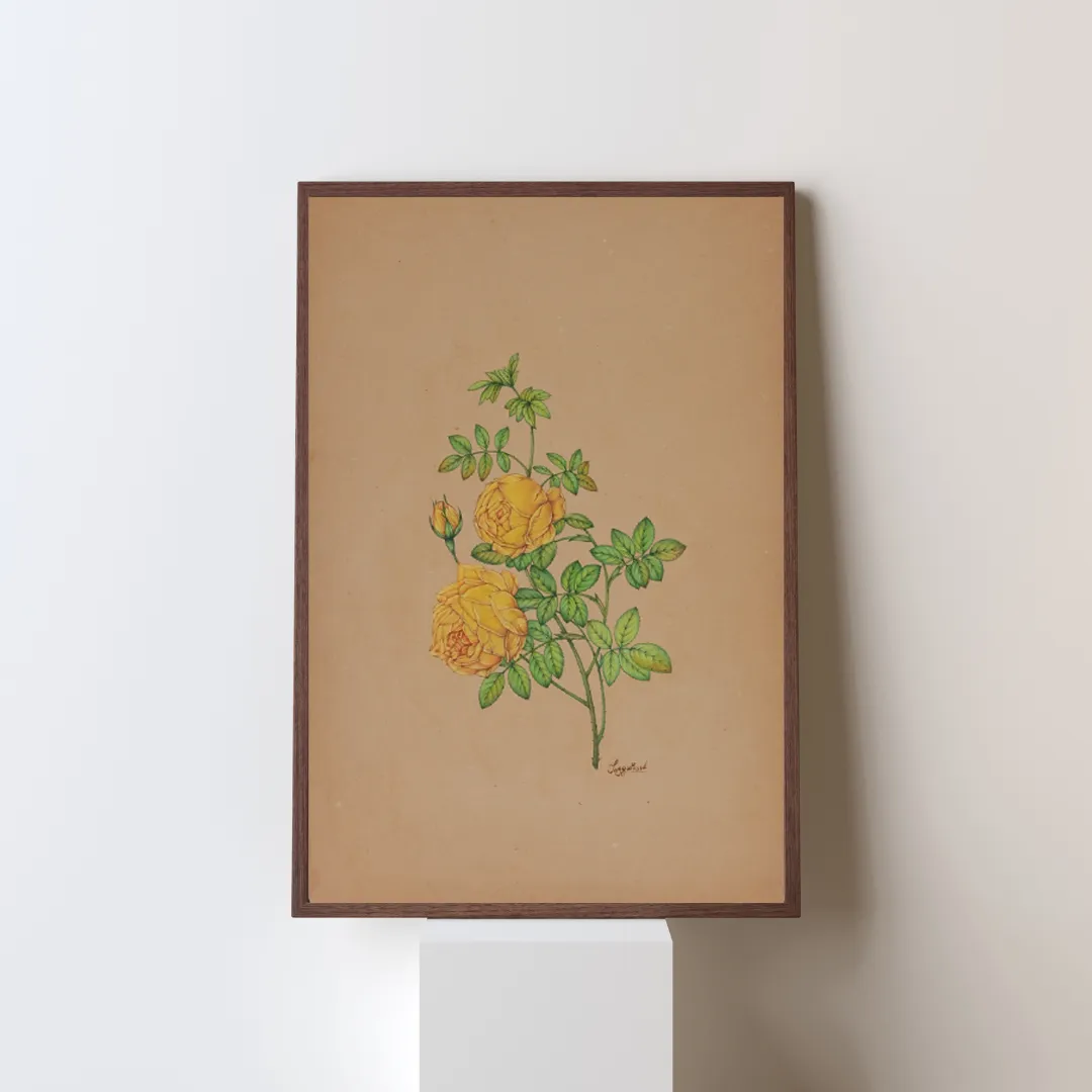 Yellow Rose Study