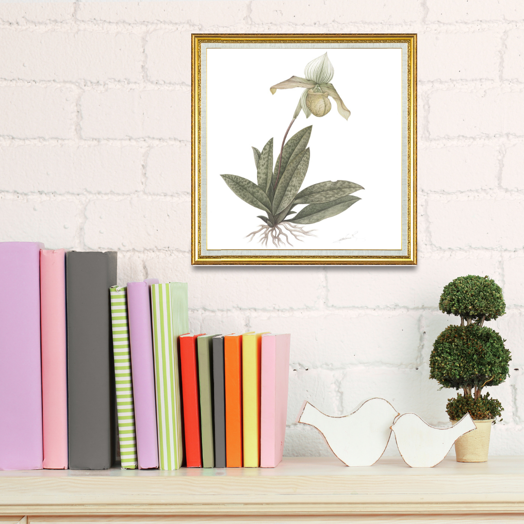 Orchid (Paphiopedilum Venustum Pfitzer)