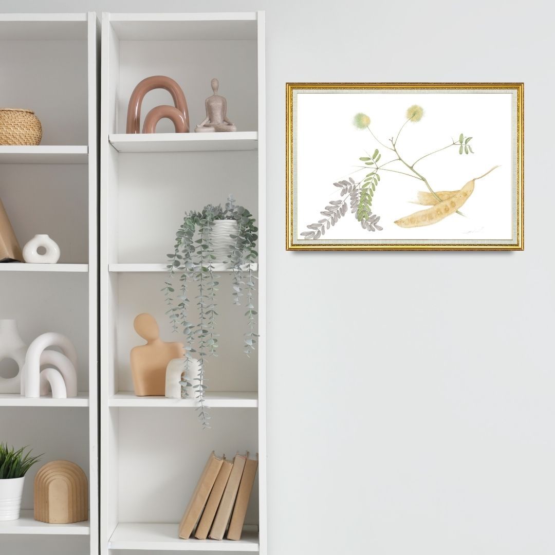 Shirisha (Albizia Lebbeck)