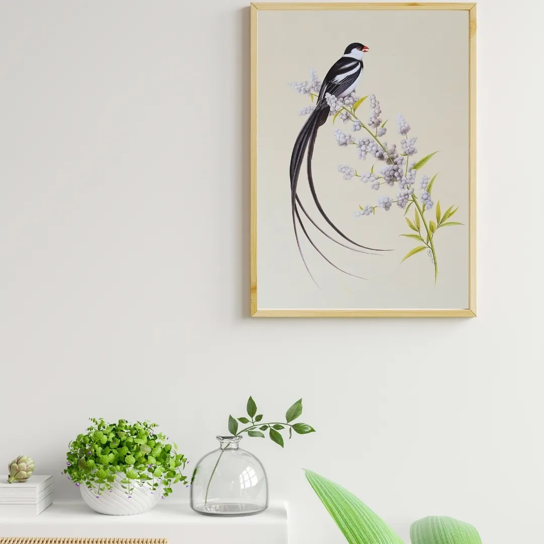 Pin Tailed Whydah Perch