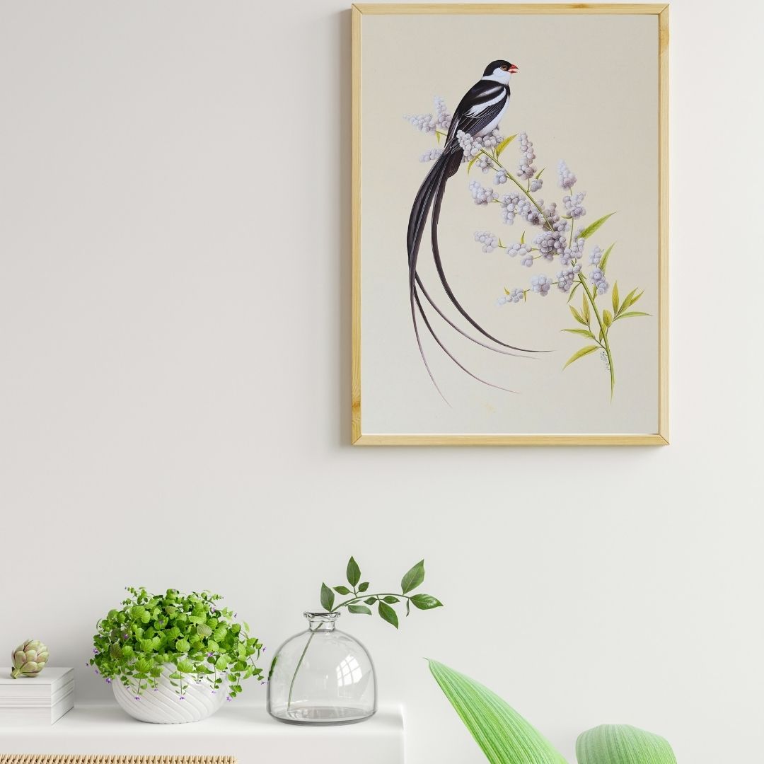 Pin Tailed Whydah Perch