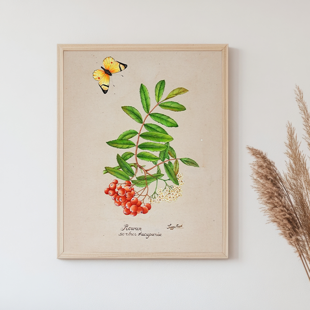 Rowan Branch with Berries