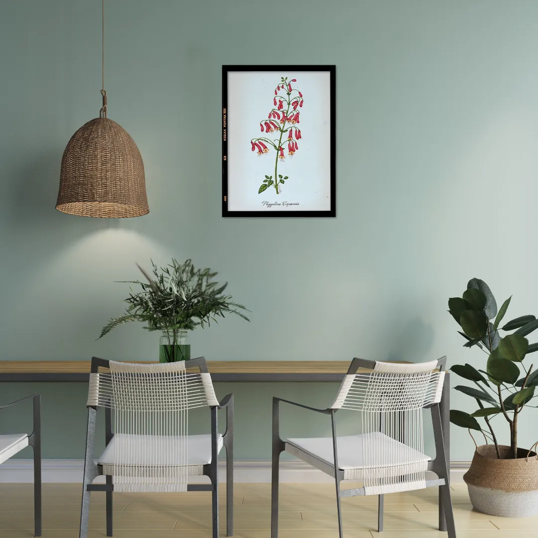 Chinese Rose Reverie 