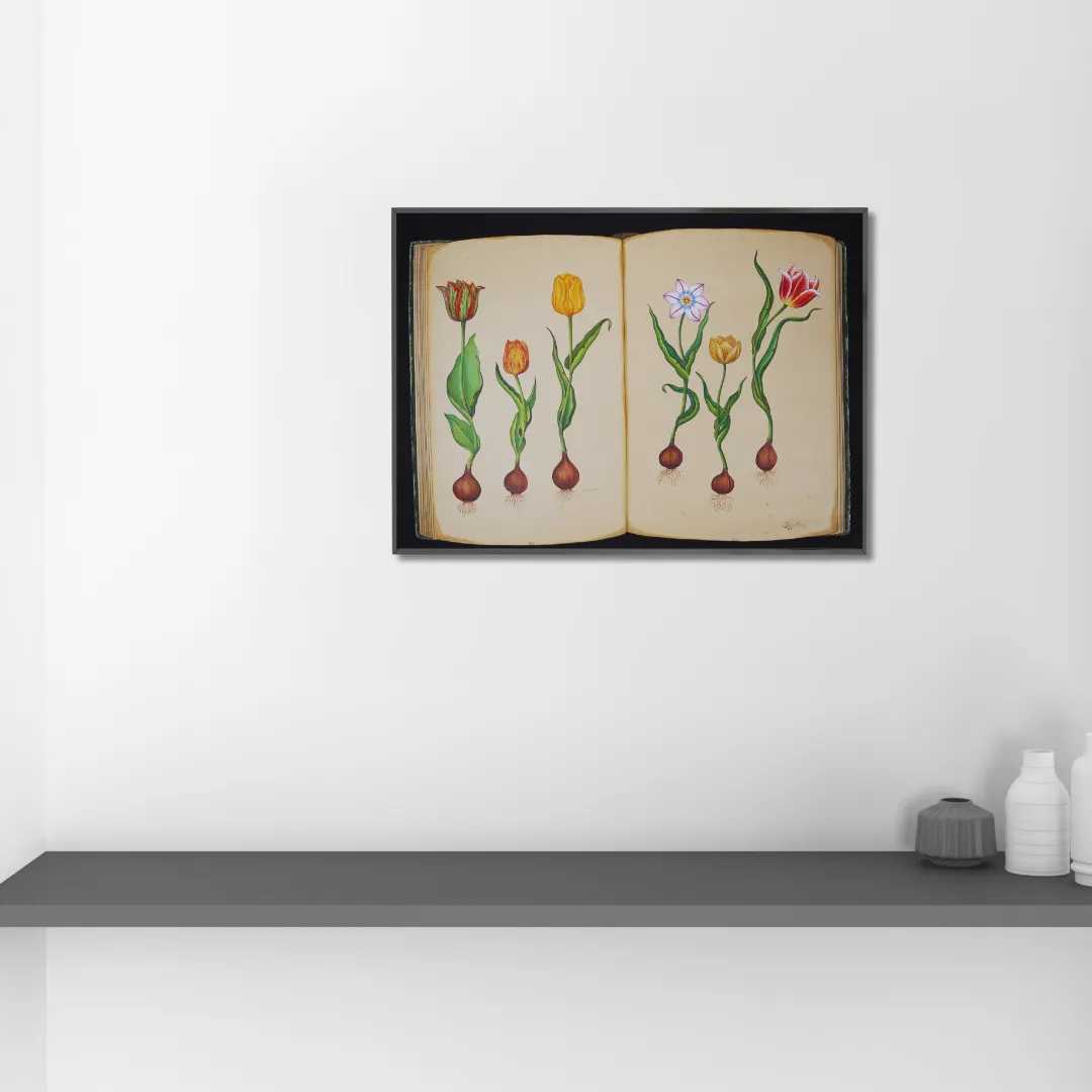 Tulip Study 