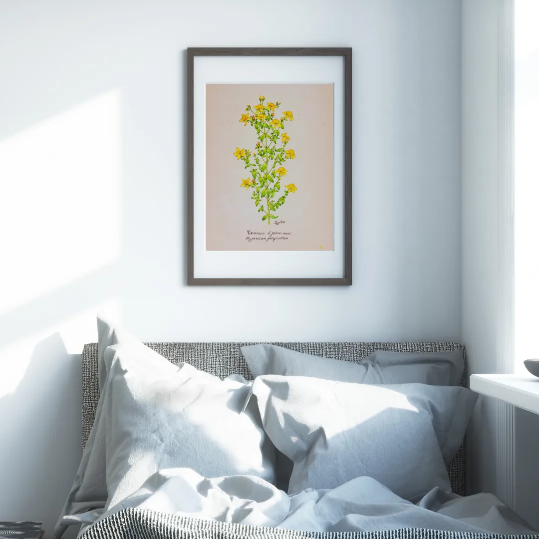 St. John’s Wort Cluster Study