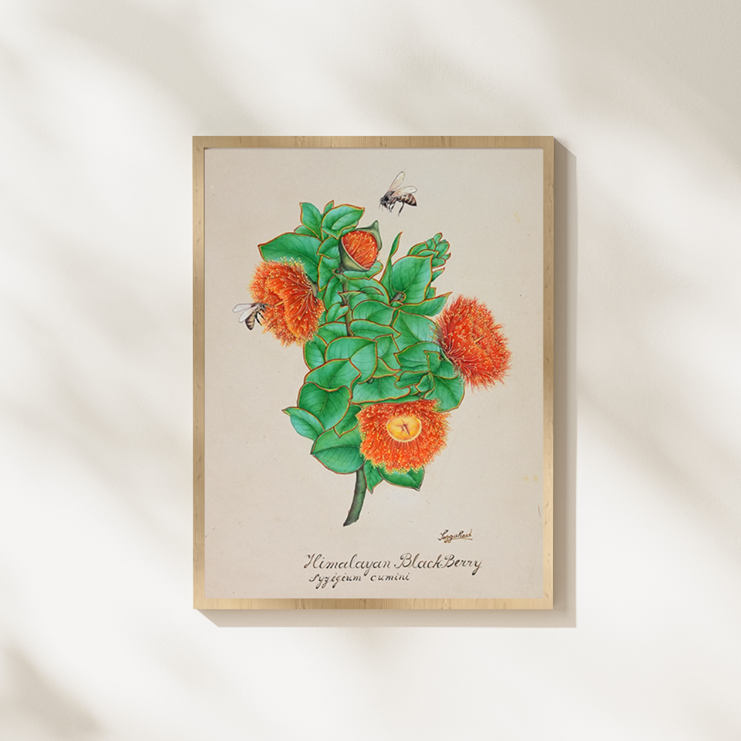 Himalayan Blackberry Cluster