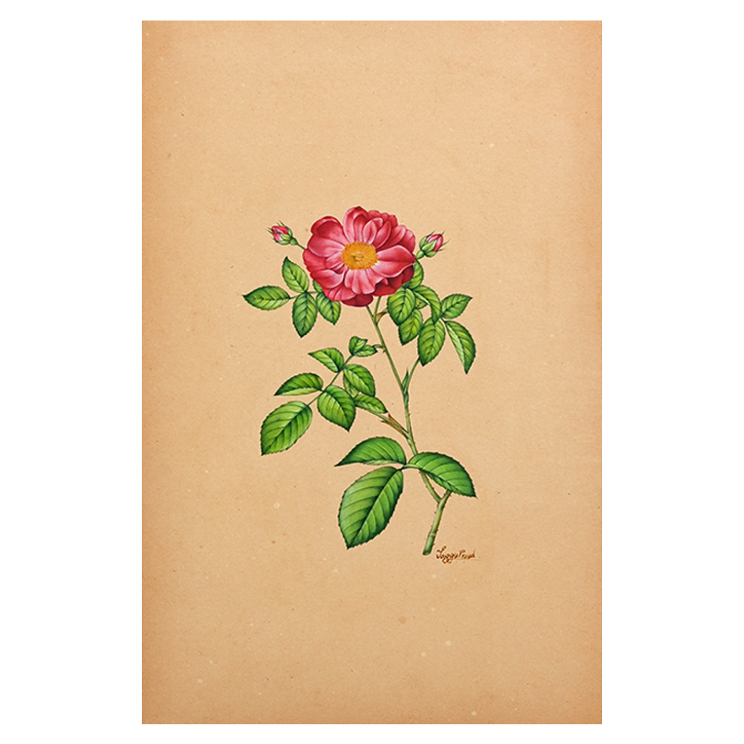 Damask Rose Reverie