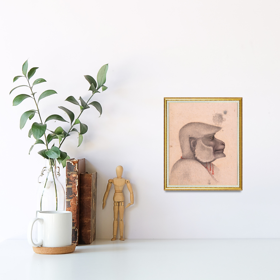 Profile of the Quiet Monkey